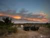 Elephant Plains Game Lodge - game drive sunset